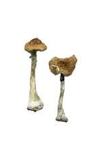 Buy Premium Magic Mushrooms