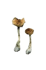 Premium Magic Mushrooms Online