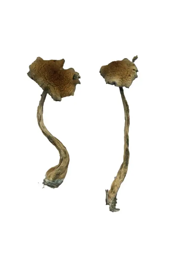 Buy Alacabenzi Magic Mushrooms