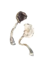 Albino A+ Magic Mushrooms – Premium Psychedelic Experience - Image 2