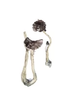 Albino A+ Magic Mushrooms – Premium Psychedelic Experience