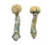 Buy Albino Treasure Coast Shrooms