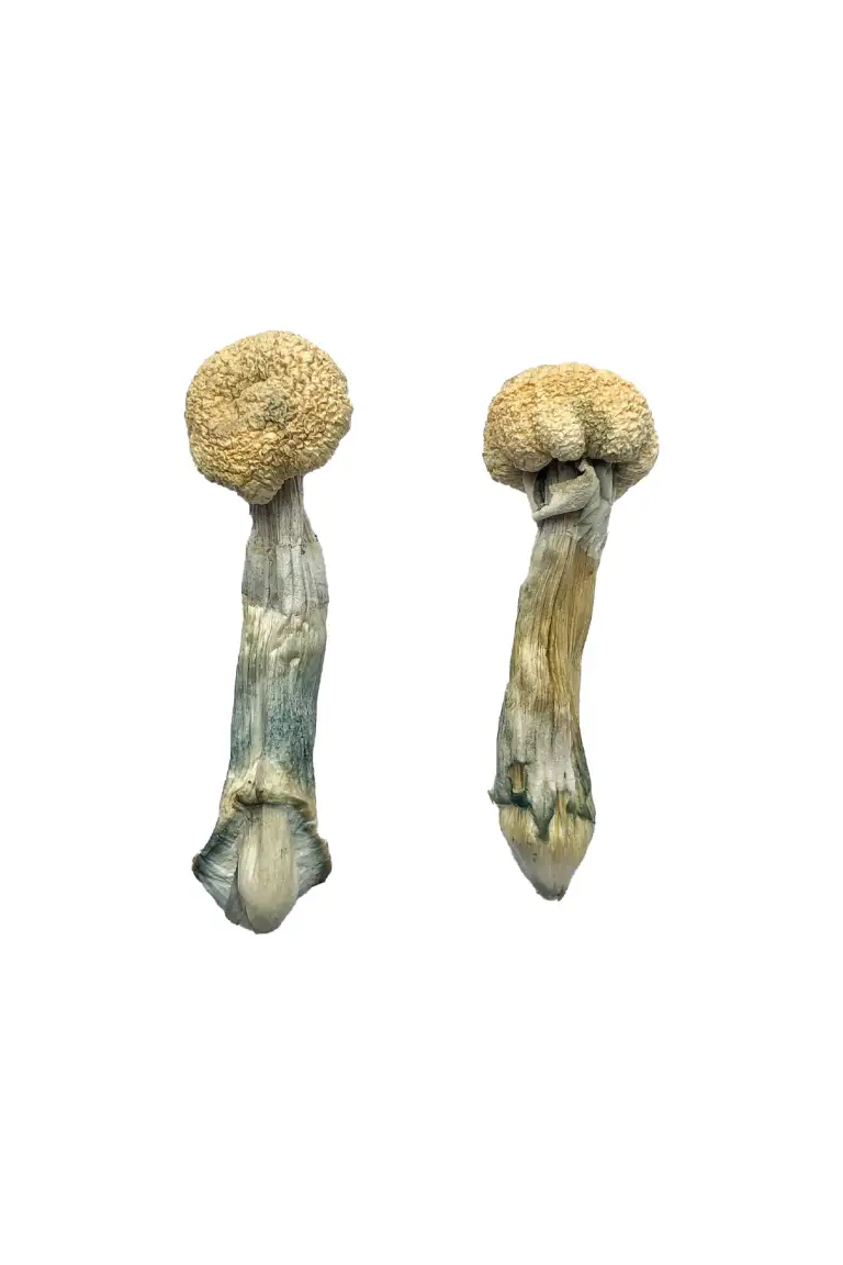 Buy Albino Treasure Coast Shrooms