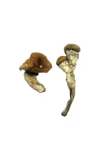 Buy Amazonian Magic Mushrooms