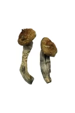Premium Amazonian Magic Mushrooms for Mindful Exploration