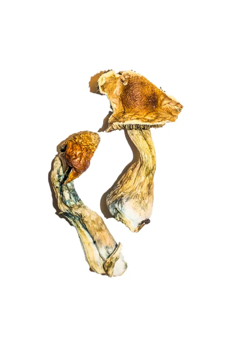 Buy B Plus Magic Mushrooms