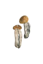 Buy Big Mex Magic Mushrooms