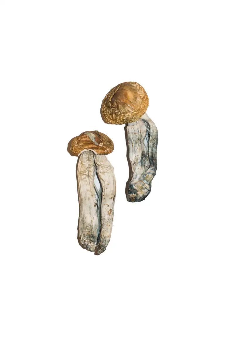 Buy Big Mex Magic Mushrooms