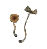 Blue Meanie Magic Mushrooms for Sale