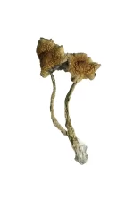 Buy Cambodian Magic Mushrooms