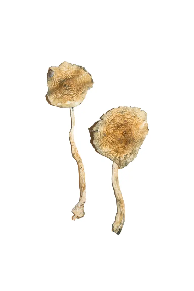 Buy Cuban Magic Mushrooms