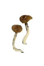 Buy Dancing Tiger Mushroom