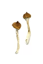 Dancing Tiger Magic Mushrooms – Explore Psychedelic Bliss