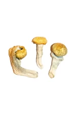 Penis Envy Magic Mushrooms