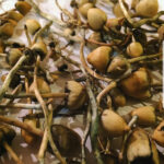 buy liberty caps mushrooms