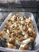 Buy Penis Envy Mushrooms